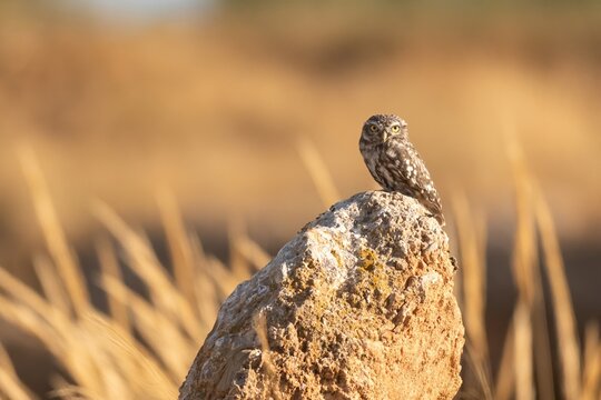 Little Owl Perched on Rock in Warm Evening Light