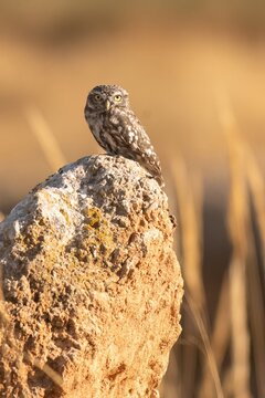 Little Owl Perched on Rock in Warm Evening Light