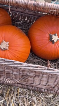 Three big pumpkins laying down in big woven basket close up. Autumn harvest festival decorations, countryside rustic rural vibe, fall atmosphere