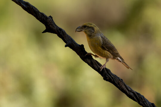 Male Common Crossbill Perched on Branch in Natural Habitat