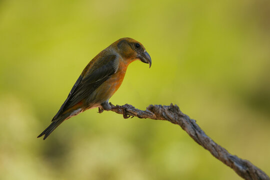 Male Common Crossbill Perched on Branch in Natural Habitat