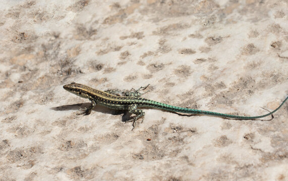 An Anatololacerta oertzeni lizard basking on sun-warmed ancient stone, displaying a dark patterned back and striking turquoise-green tail typical of this Aegean species.
