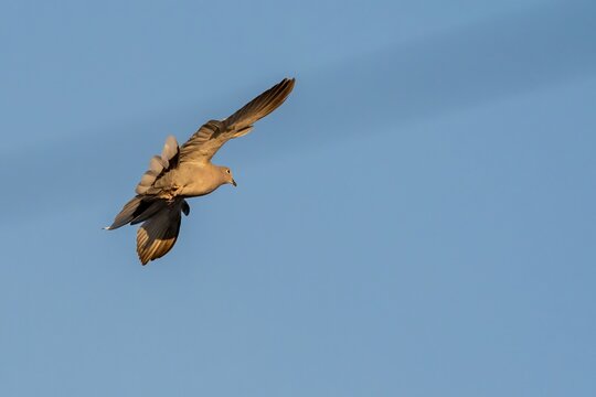 Eurasian Collared Dove Flying Against Clear Blue Sky