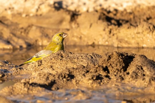 European Greenfinch Standing at Natural Watering Hole in Spain