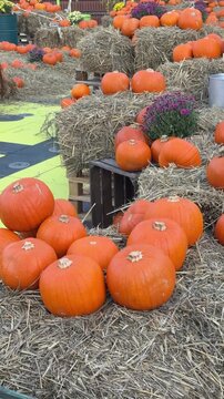 Autumn harvest festival decorations made of orange pumpkins, chrysanthemum flowers and hay panoramic view. Countryside rustic rural vibe, fall atmosphere