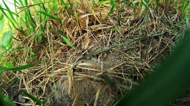 Lawn grass intermingles with dry thatch and soil under bright daylight, presenting textured natural lawn surface seen through foreground foliage with tranquil atmosphere in outdoor setting.