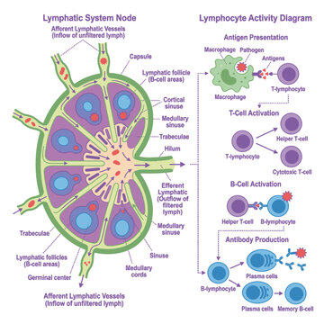 Diagram of the lymphatic system and lymphocyte activity