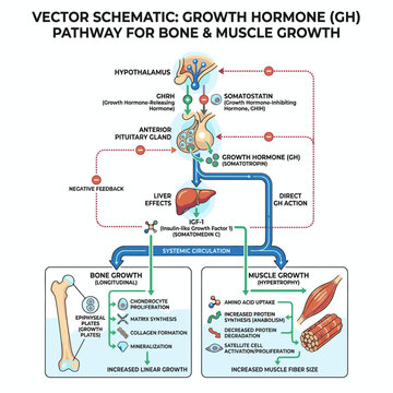 Vector schematic showing the Growth Hormone (GH) pathway for bone and muscle growth. It illustrates the hormonal regulation and cellular mechanisms involved in skeletal and muscular development