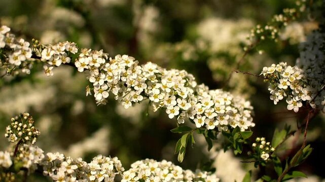 White spiraea flowers bloom on slender branches swaying gently in warm sunlight during spring season in bright outdoor garden with delicate white blossoms and green foliage