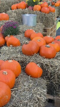 Autumn harvest festival decorations made of orange pumpkins, chrysanthemum flowers and hay panoramic view. Countryside rustic rural vibe, fall atmosphere