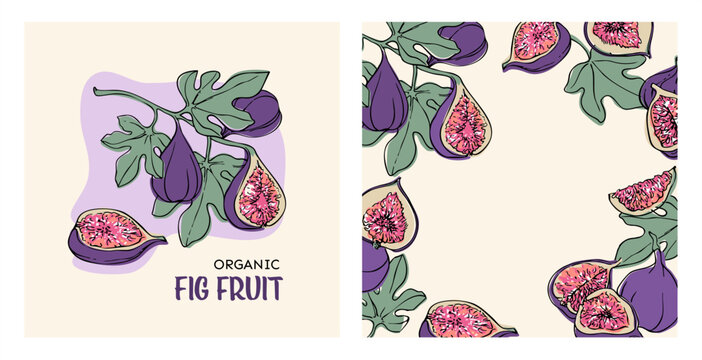 fig fruit square cards, posters, botanical food illustration, hand drawn elements, creative vector illustration