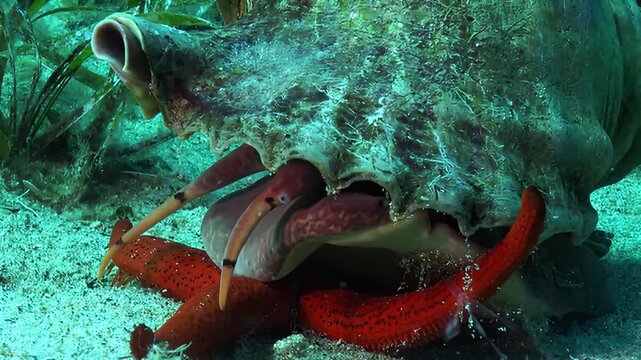 A predatory horse conch feeding on a bright red starfish on the sandy ocean floor underwater