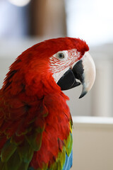 scarlet macaw parrot © Jozef