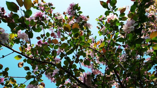 blooming tree branches sway gently under clear blue sky. spring flowers and fresh green leaves create joyful atmosphere while gentle breeze rustles overhead canopy during bright sunny day.