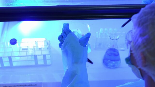 Wide over-the-shoulder shot of a scientist working in an ultraviolet laminar flow hood, pipetting into a petri dish then lifting a glass microscope slide with forceps