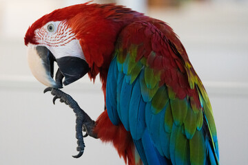 red and blue macaw © Jozef