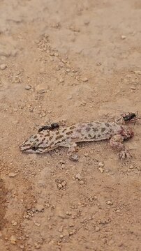 Wild Gecko Lizard and Black Ant Interaction on Dirt Surface 4K Video.