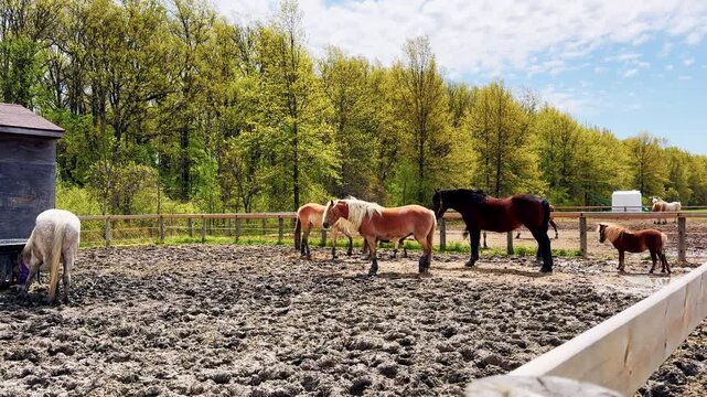 Horses Relax In Fenced Paddock On Sunny Farm