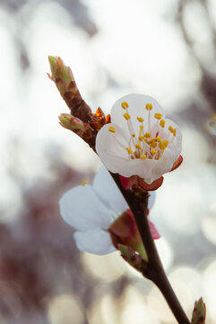 White orchard petals open around a delicate crown of golden anthers 