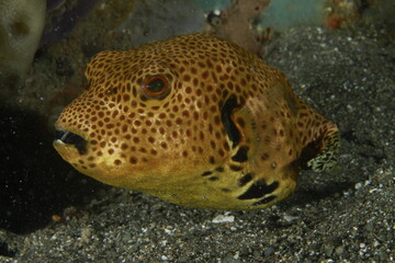 Starry pufferfish resting on sandy ocean floor macro profile © Francisco