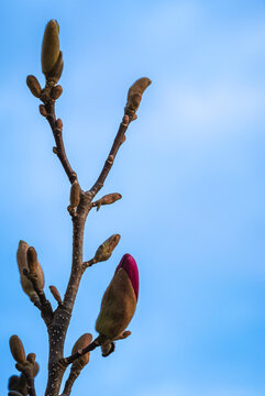 Fuzzy magnolia buds mark the promise of blossoms on bare branches 