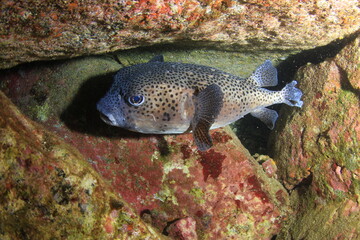 Spotted pufferfish sheltering inside rocky reef cave underwater © Francisco