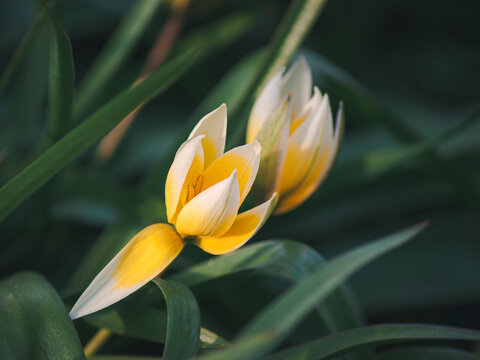 Small botanical tulips open yellow stars with pointed white tips