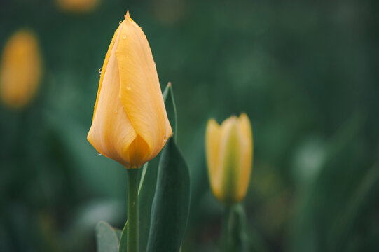 A tapered yellow tulip rises above two distant spring blooms