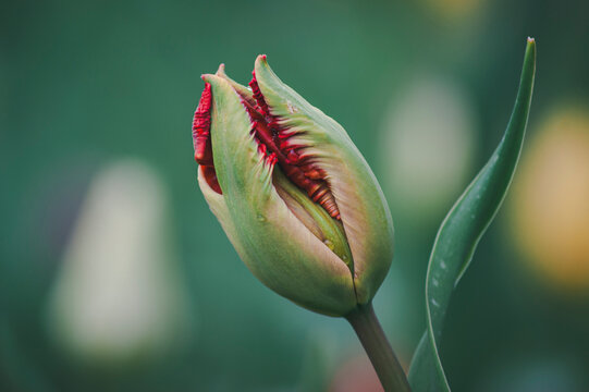 Curled crimson edges accent the green cup of a parrot tulip