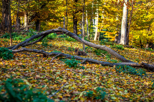 Small roe deer in autumn forest