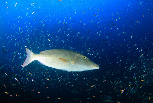 A large fish swims underwater through a huge, bustling school of fish.