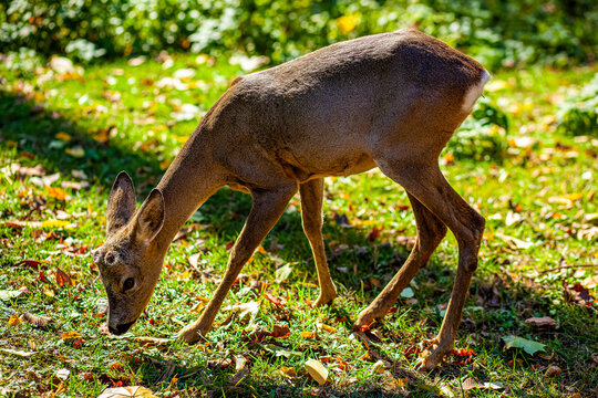Young roe deer grazing in sunny park