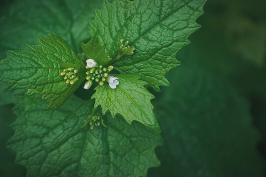 Tiny garlic mustard flowers rest among deeply veined spring leaves