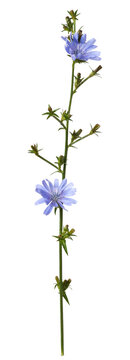 Sprig of blue chicory flowers and buds isolated on white or transparent background