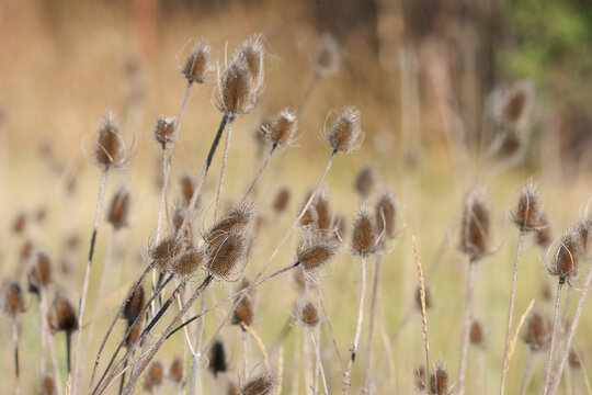 Dried teasel seed heads standing tall in a golden meadow during early autumn daylight