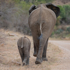 Elefantenmutter mit Elefanten Baby im Busch vom Krüger National Park - Kruger Nationalpark Südafrika © Mathis