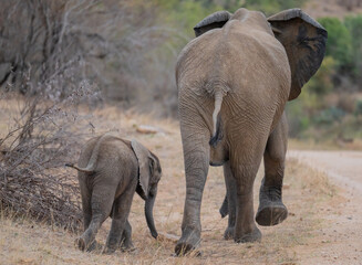 Elefantenmutter mit Elefanten Baby im Busch vom Krüger National Park - Kruger Nationalpark Südafrika © Mathis