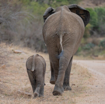 Elefantenmutter mit Elefanten Baby im Busch vom Kr&uuml;ger National Park - Kruger Nationalpark S&uuml;dafrika