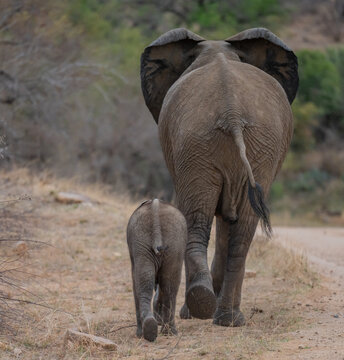 Elefantenmutter mit Elefanten Baby im Busch vom Kr&uuml;ger National Park - Kruger Nationalpark S&uuml;dafrika