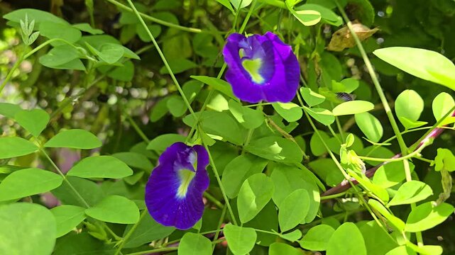 Flower of Clitoria ternatea, commonly known as Asian pigeonwings, bluebellvine, blue pea, butterfly pea, cordofan pea or Darwin pea, is a plant species belonging to the family Fabaceae, endemic