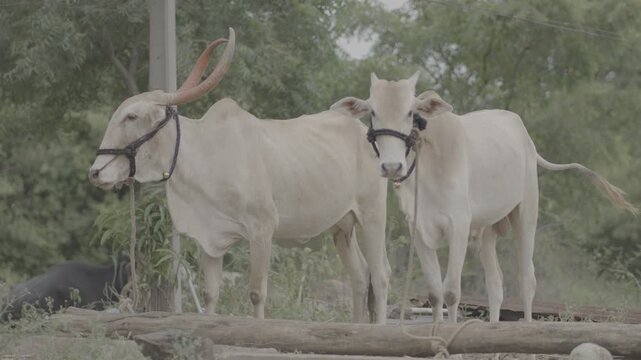 village farm High-Quality Footage for Professional Projects | 4k, S-Log3, Unedited Clips
