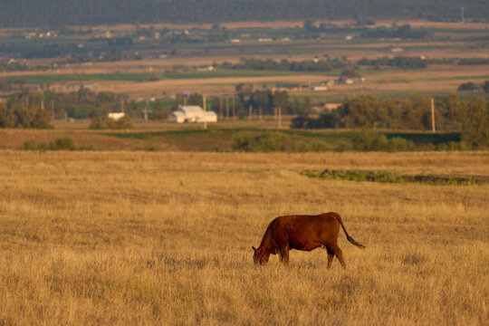 Brown cow grazing peacefully on dry golden meadow grass during warm sunset light in countryside