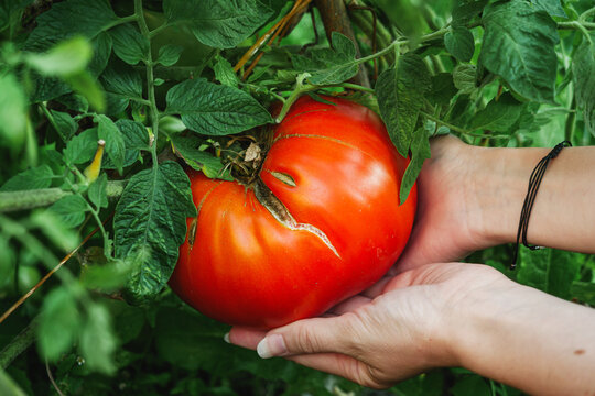 Very large homegrown tomato