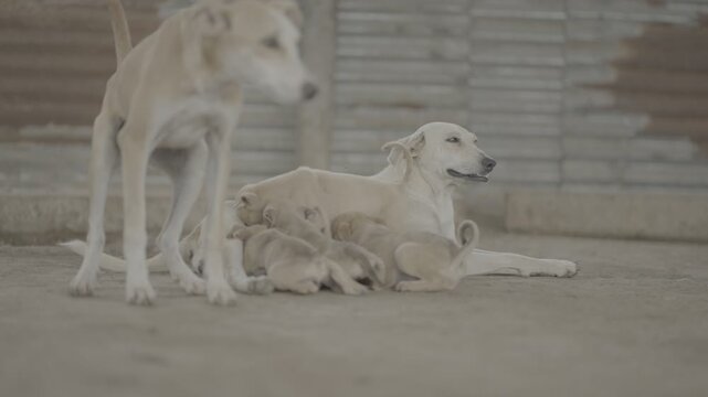 Desi Dog High-Quality Raw Footage for Professional Projects | slog3 10bit 4k, Unedited Clips