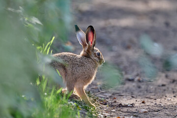 portrait of a juvenile hare © Duvekot Fotografie