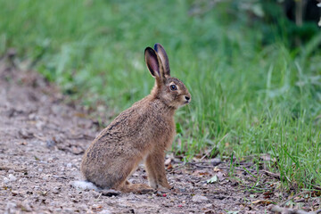 portrait of a juvenile hare © Duvekot Fotografie