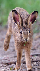 portrait of a juvenile hare © Duvekot Fotografie