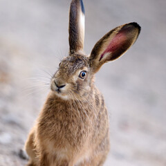portrait of a juvenile hare © Duvekot Fotografie