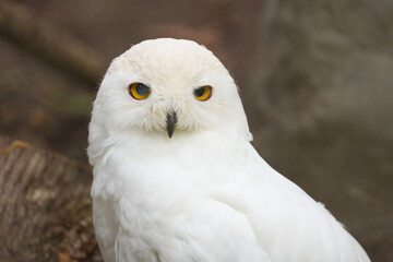 Fototapeta premium Majestic snowy owl featuring striking bright yellow eyes and pristine white plumage outdoors