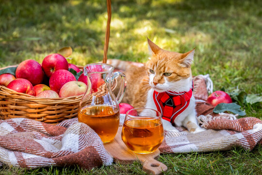 Ginger cat enjoying autumn picnic with fresh apples and cider